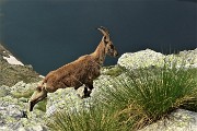48 Uno stambecco si abbassa verso il Lago Moro